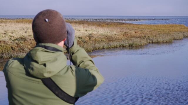 Man with binoculars watching flock of birds in distant salt marsh. CWSS/Bostelmann.