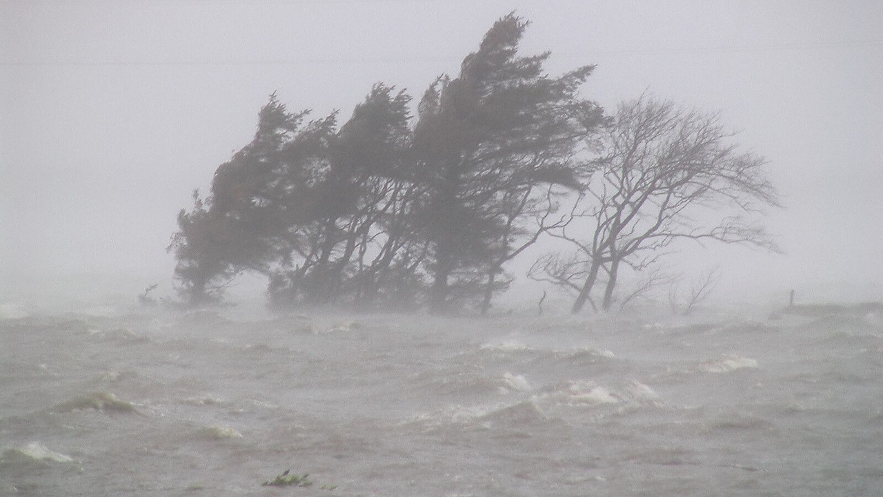 Group of trees in stormy flood. Nationalpark Vadehavet/ Tandrup Naturfilm.